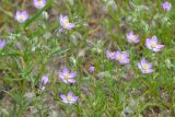 Spergularia rubra