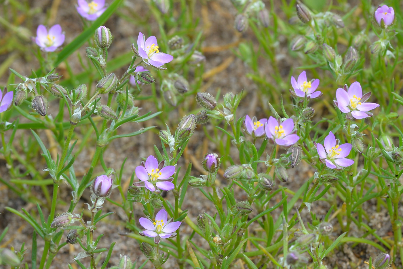 Image of Spergularia rubra specimen.