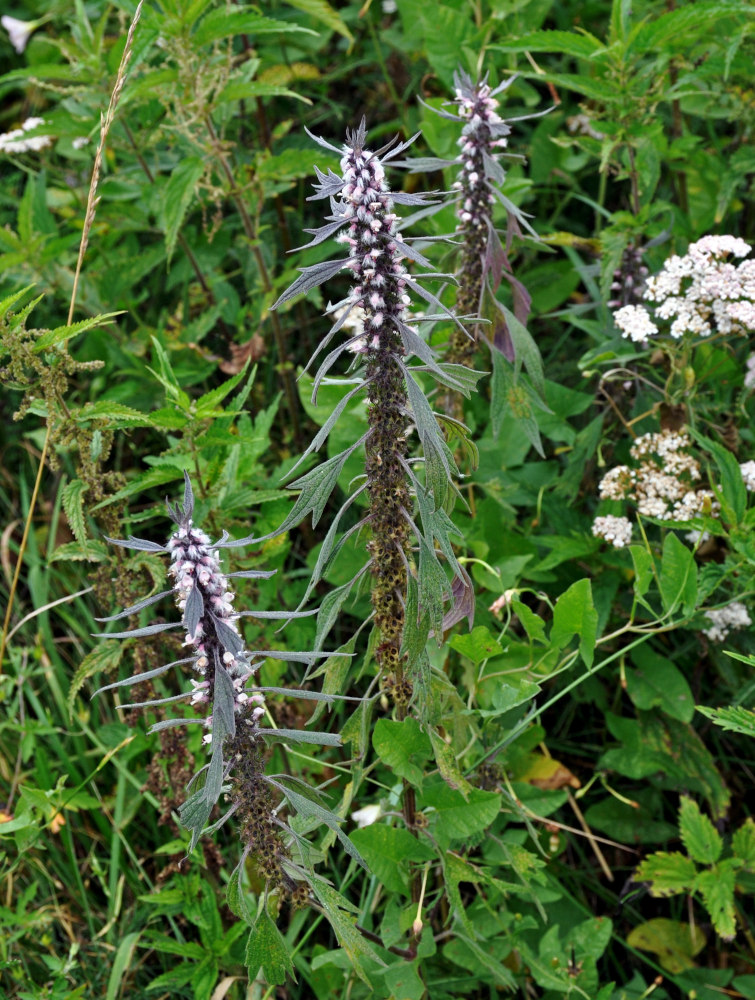 Изображение особи Leonurus quinquelobatus.