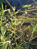 Veronica scutellata