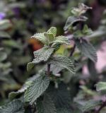 genus Nepeta. Верхушка вегетирующего побега. Татарстан, Агрызский р-н, с. Красный Бор, лодочная станция, клумба. 12.10.2019.