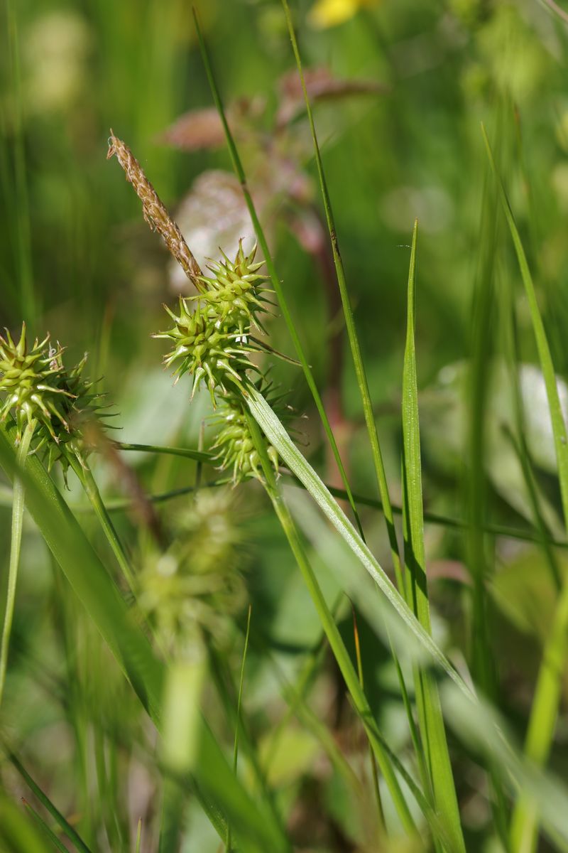 Image of Carex flava specimen.