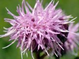 Cirsium setosum