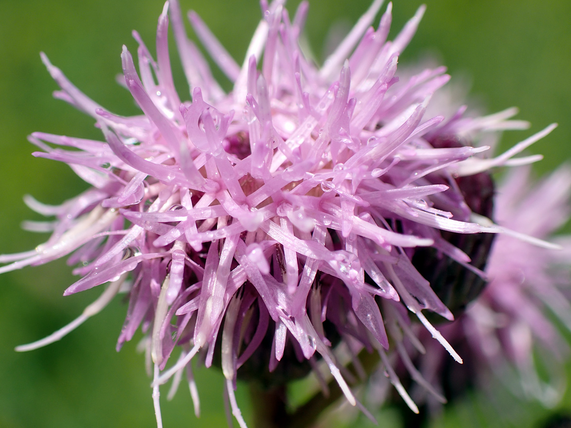 Изображение особи Cirsium setosum.