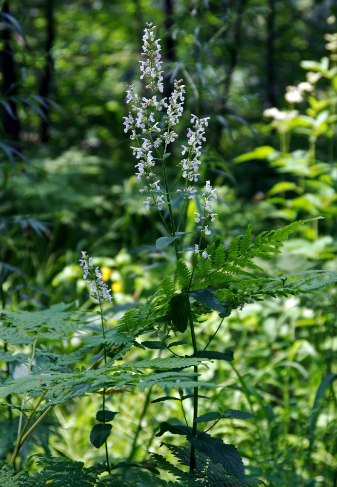 Image of Nepeta nuda specimen.