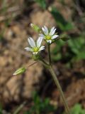 Cerastium holosteoides. Верхушка побега с цветками и бутонами. Магаданская обл., г. Магадан, окр. мкр-на Снежная Долина, увлажненный участок около дороги. 14.08.2019.