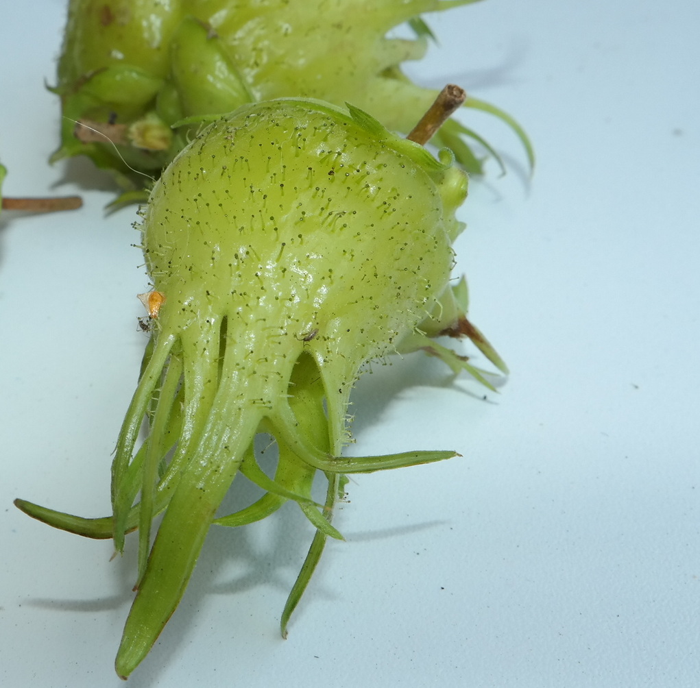Image of Corylus colurna specimen.