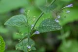 Clinopodium nepeta