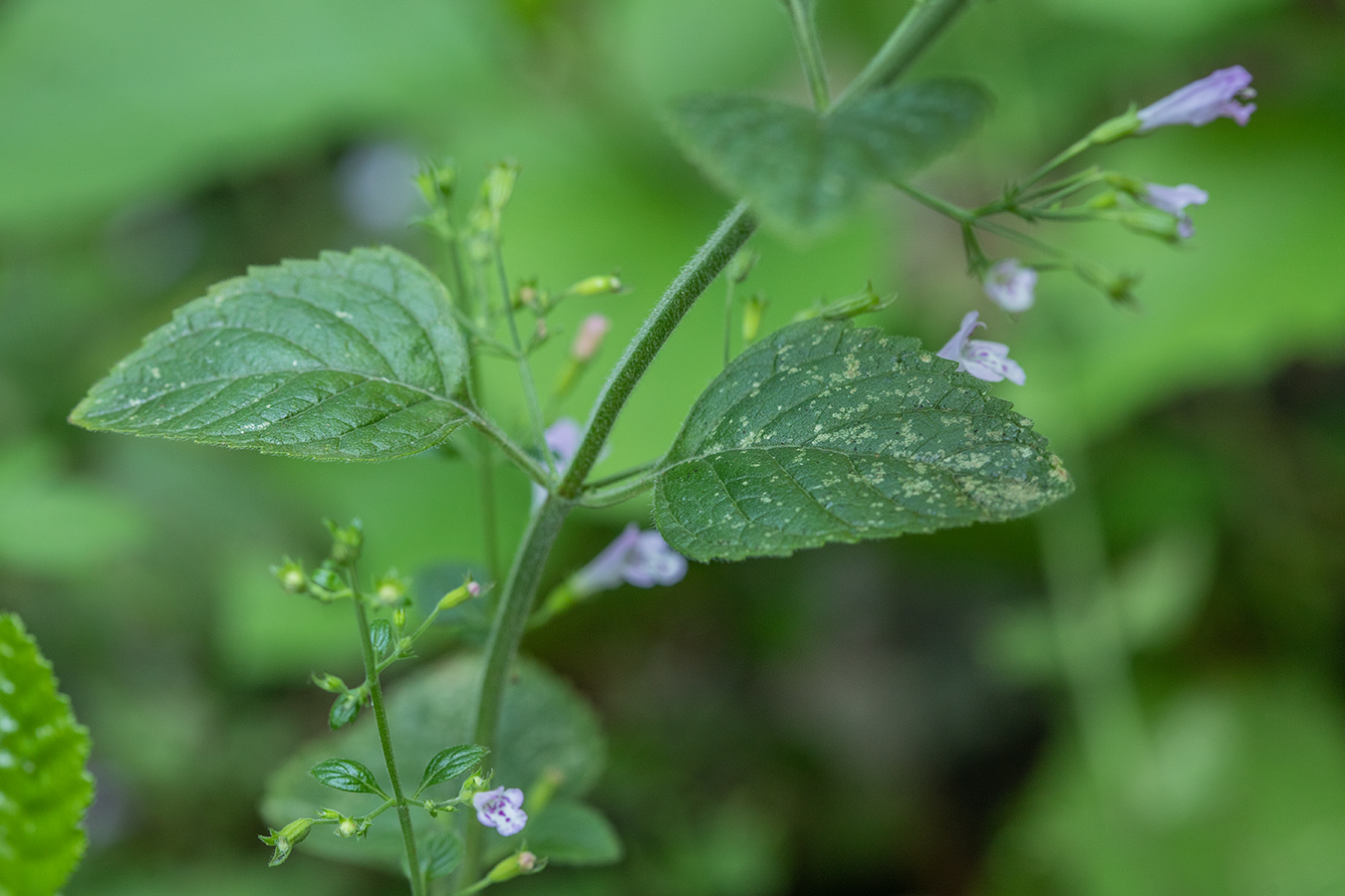 Изображение особи Clinopodium nepeta.