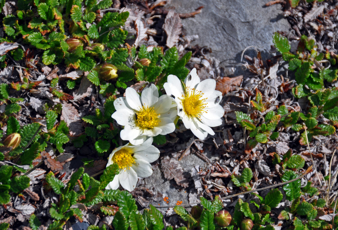 Изображение особи Dryas oxyodonta.