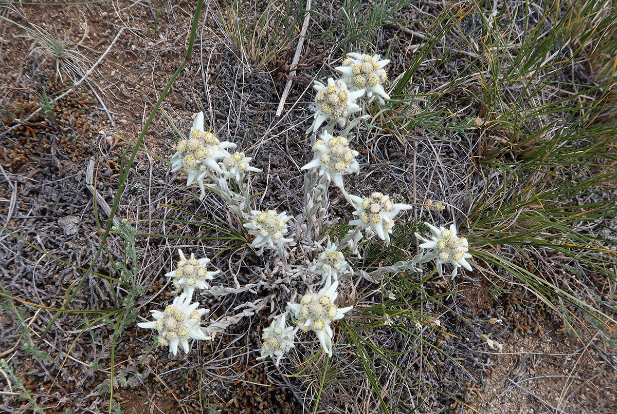 Image of Leontopodium fedtschenkoanum specimen.