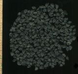Allium cepa. Семена. Курская обл., Железногорский р-н, пос. Каменец, дачи Жуковец, в культуре. 25 июля 2010 г.