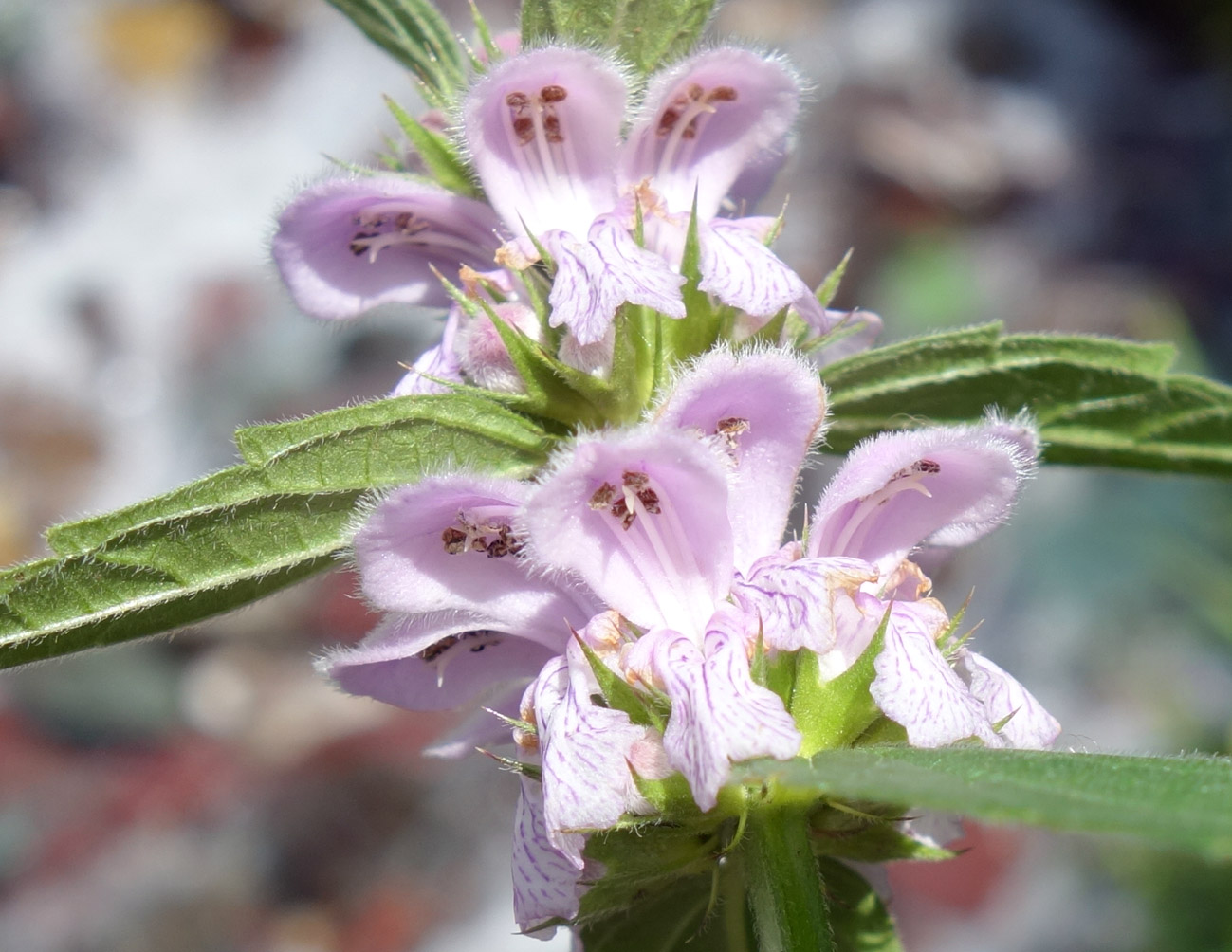 Изображение особи Stachyopsis oblongata.