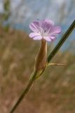 Image of taxon representative. Author is Татьяна Винокурова