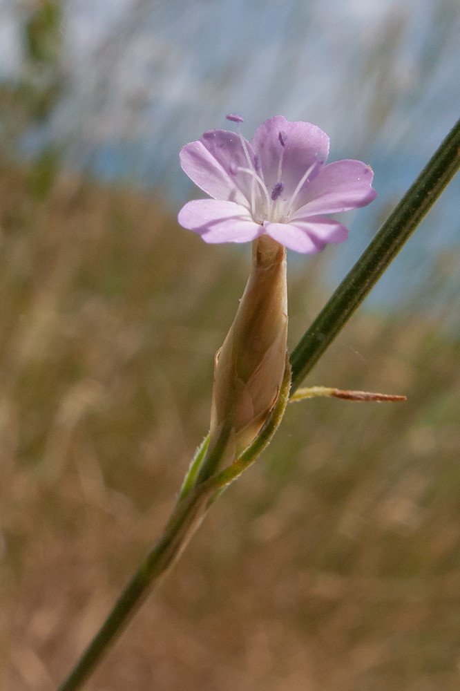 Изображение особи Petrorhagia prolifera.