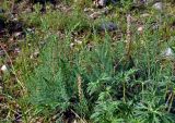 Myricaria bracteata. Цветущее растение. Алтай, Онгудайский р-н, устье р. Большой Яломан, пойменная терраса. 11.06.2019.