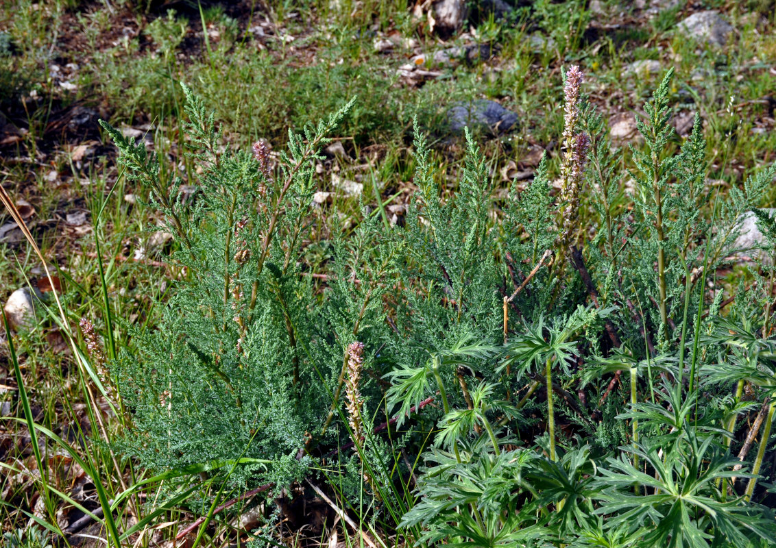 Image of Myricaria bracteata specimen.