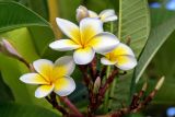 Plumeria разновидность acutifolia