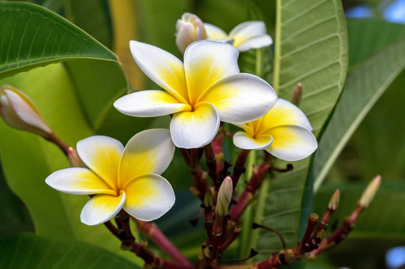 Image of Plumeria rubra var. acutifolia specimen.