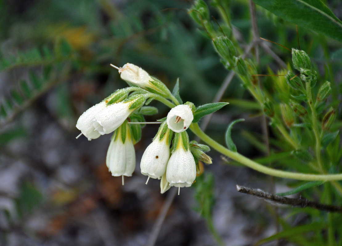 Image of Onosma tanaitica specimen.