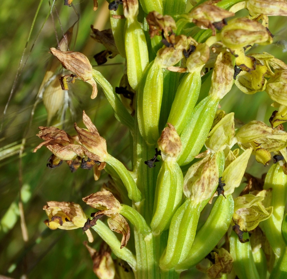 Image of Orchis punctulata specimen.