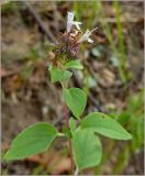Origanum vulgare. Верхушка побега с соцветием. Тверская обл., Ржевский р-н, р. Волга, окр. переката Рождественский. 2 августа 2010 г.