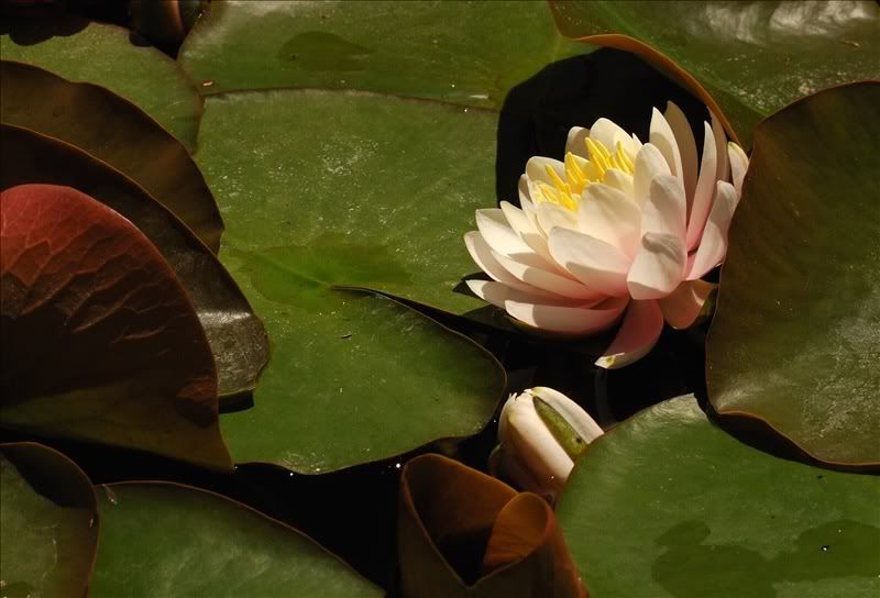 Image of Nymphaea &times; marliacea specimen.