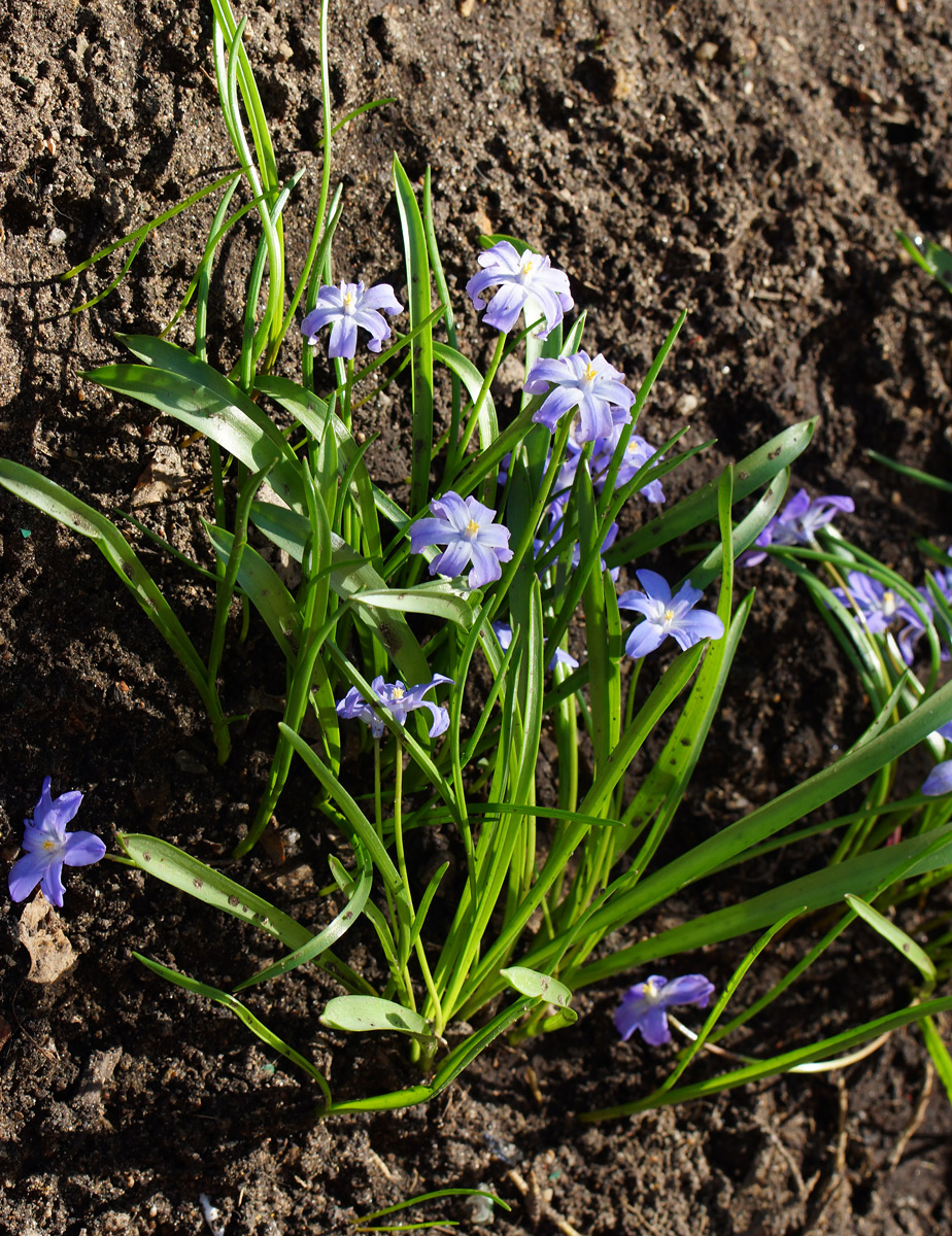 Изображение особи Chionodoxa luciliae.