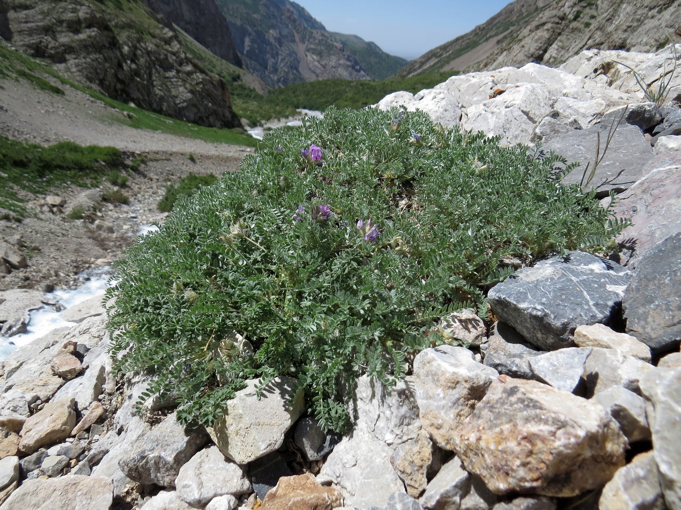 Изображение особи род Oxytropis.