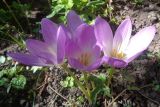 Colchicum speciosum