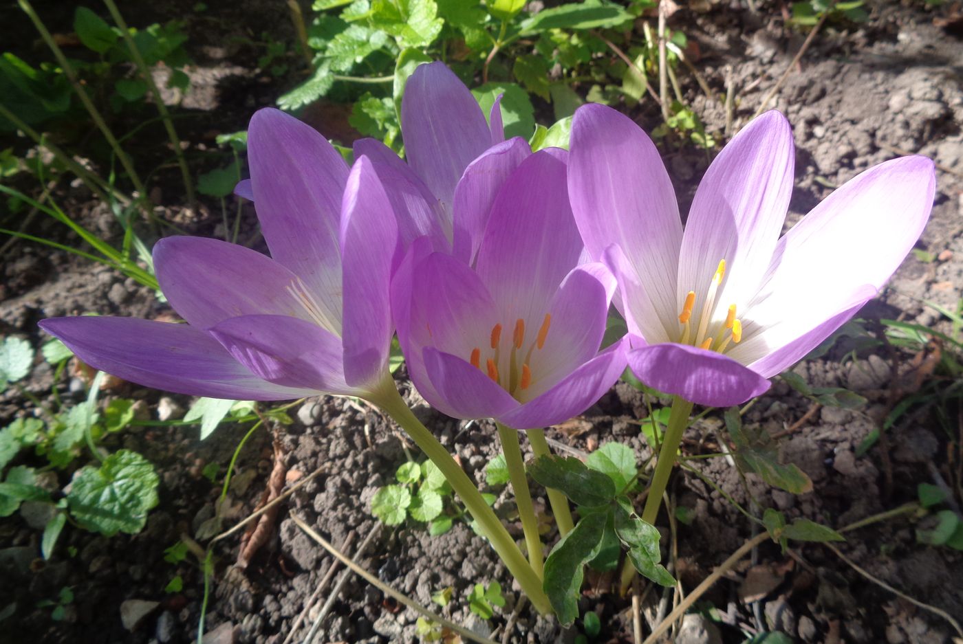 Изображение особи Colchicum speciosum.