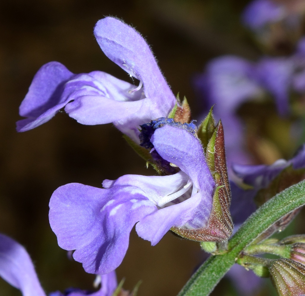 Image of Salvia officinalis specimen.