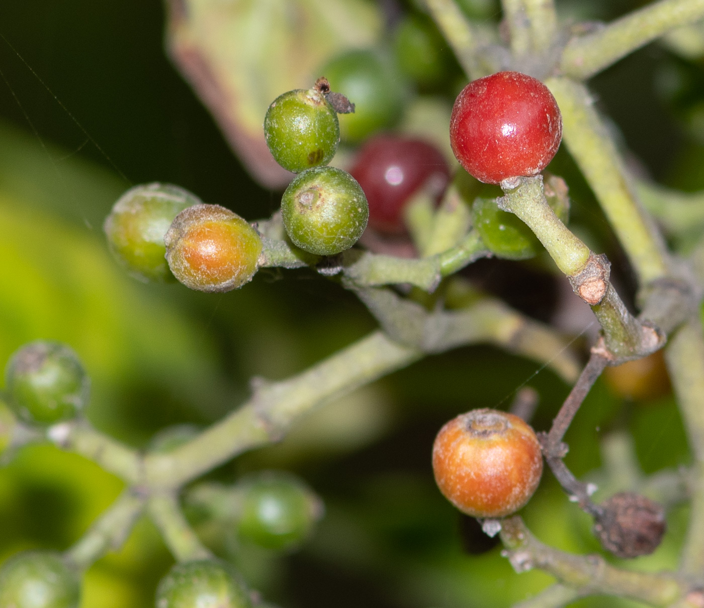 Image of Psychotria viridis specimen.