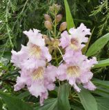 × Chitalpa tashkentensis