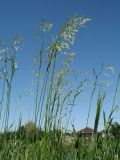 Festuca regeliana. Верхушка зацветающего растения. Казахстан, г. Тараз, левый борт долины р. Ушбулак (Карасу), лугово-степной околопойменный склон вост. экспозиции. 28 мая 2020 г.