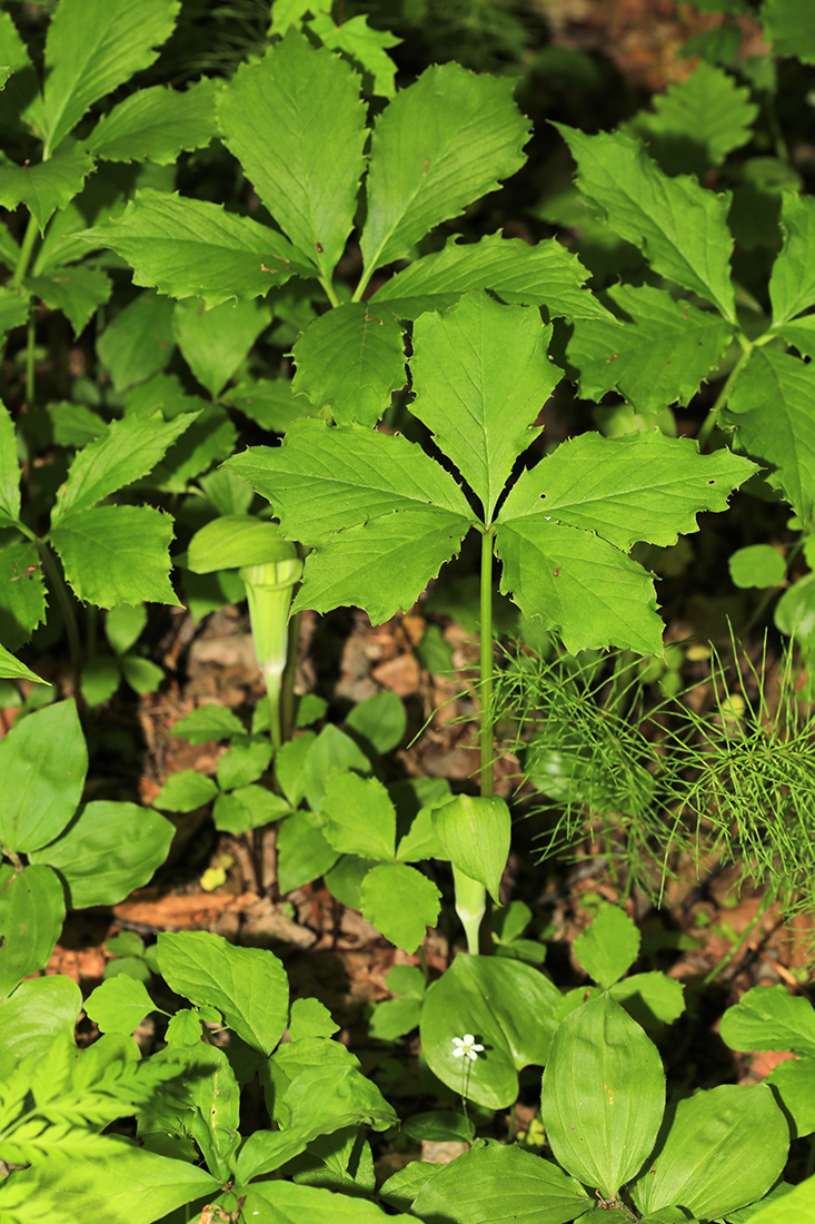 Изображение особи Arisaema komarovii.