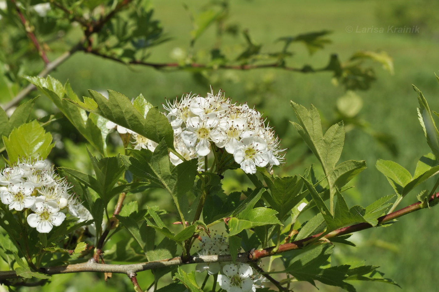 Изображение особи Crataegus pinnatifida.