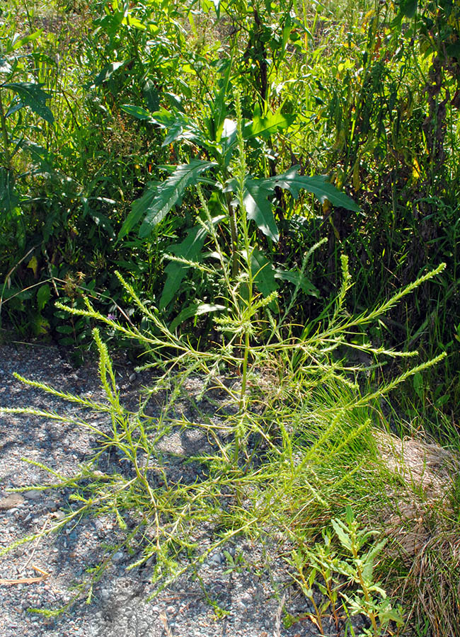 Изображение особи Salsola tragus.