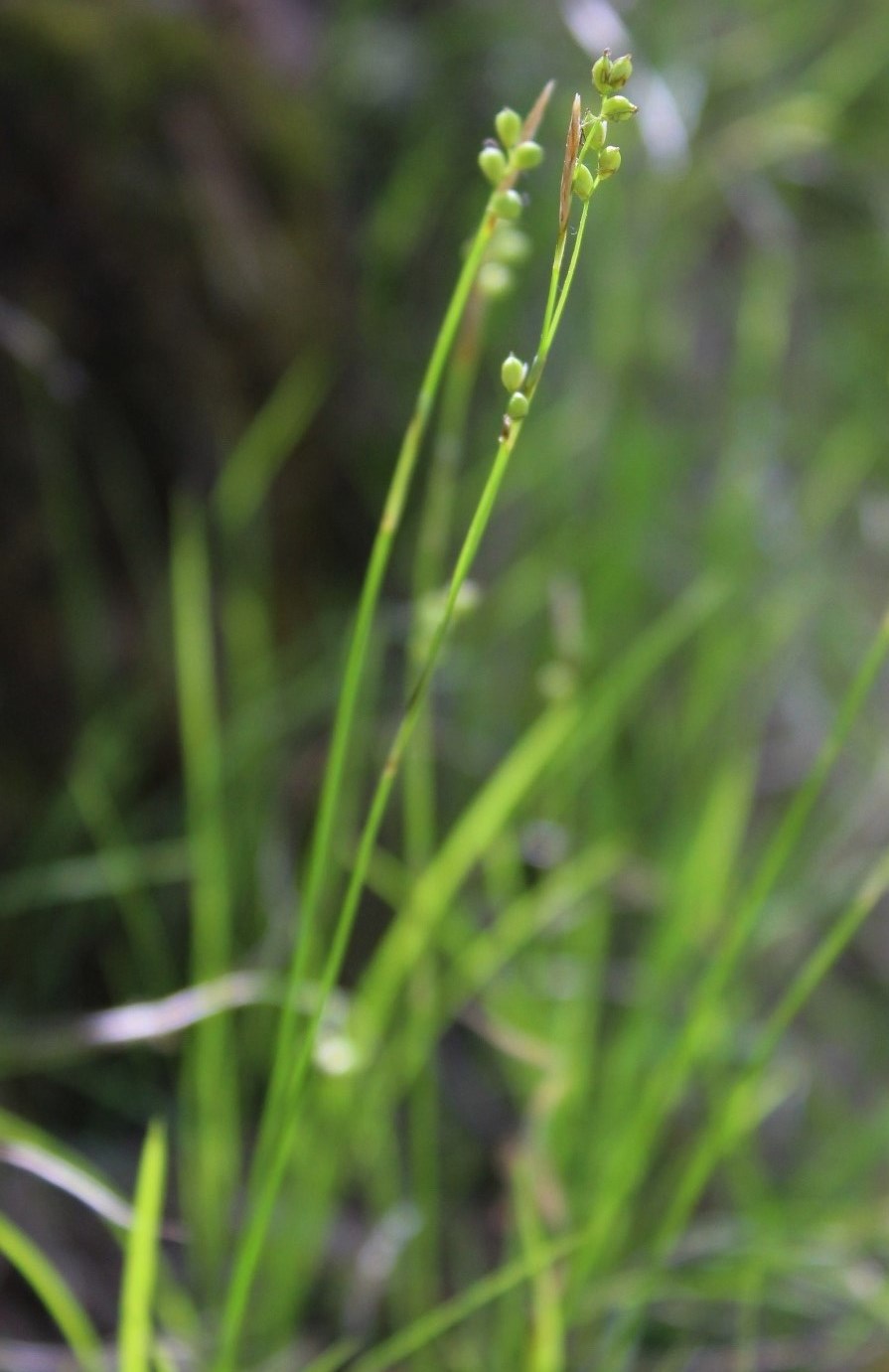 Изображение особи Carex alba.
