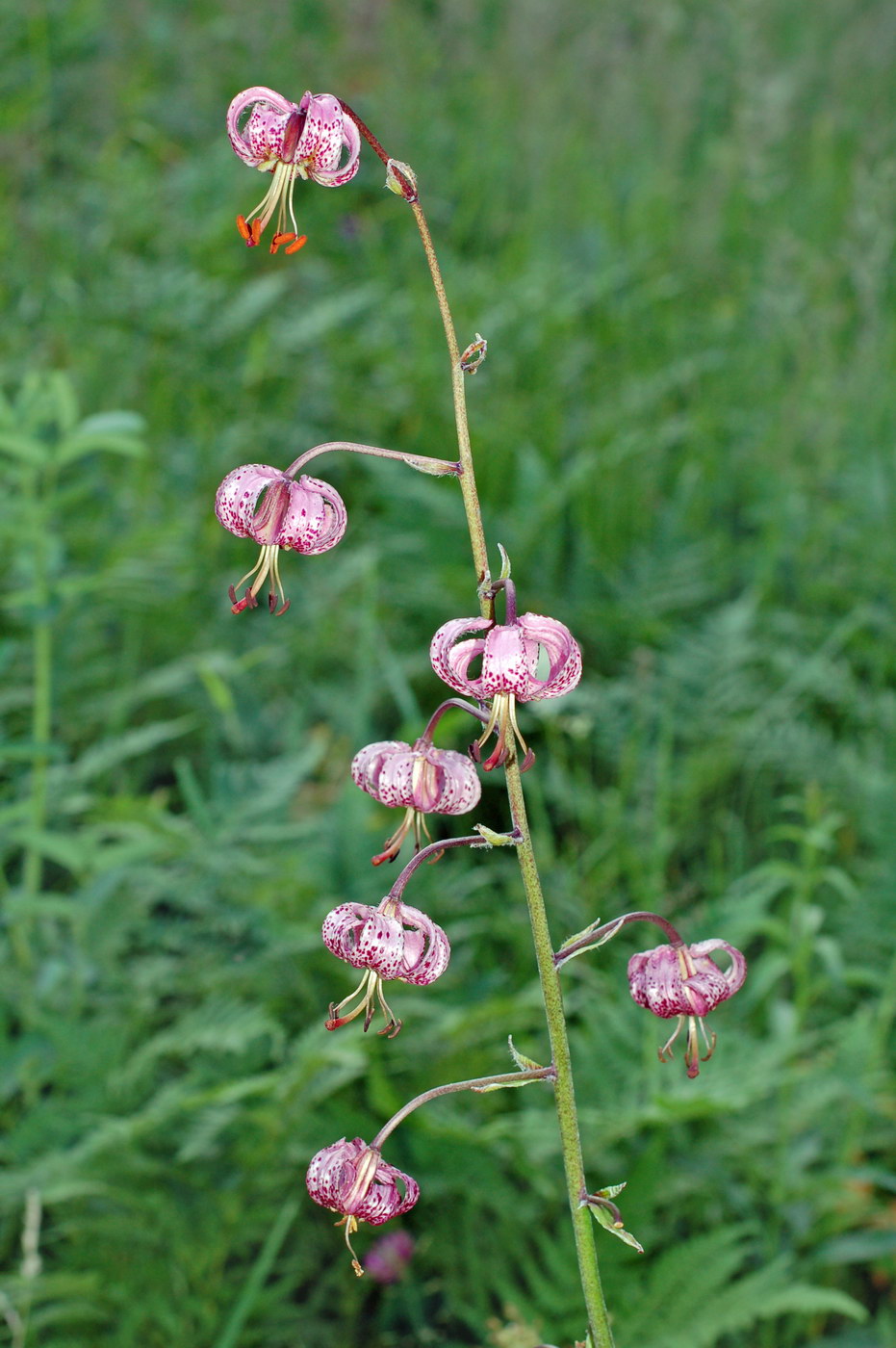 Image of Lilium pilosiusculum specimen.