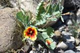 Glaucium elegans. Цветок и часть побега с завязями. Таджикистан, Согдийская обл., Исфара, глинисто-щебнистый адыр. 4 мая 2019 г.