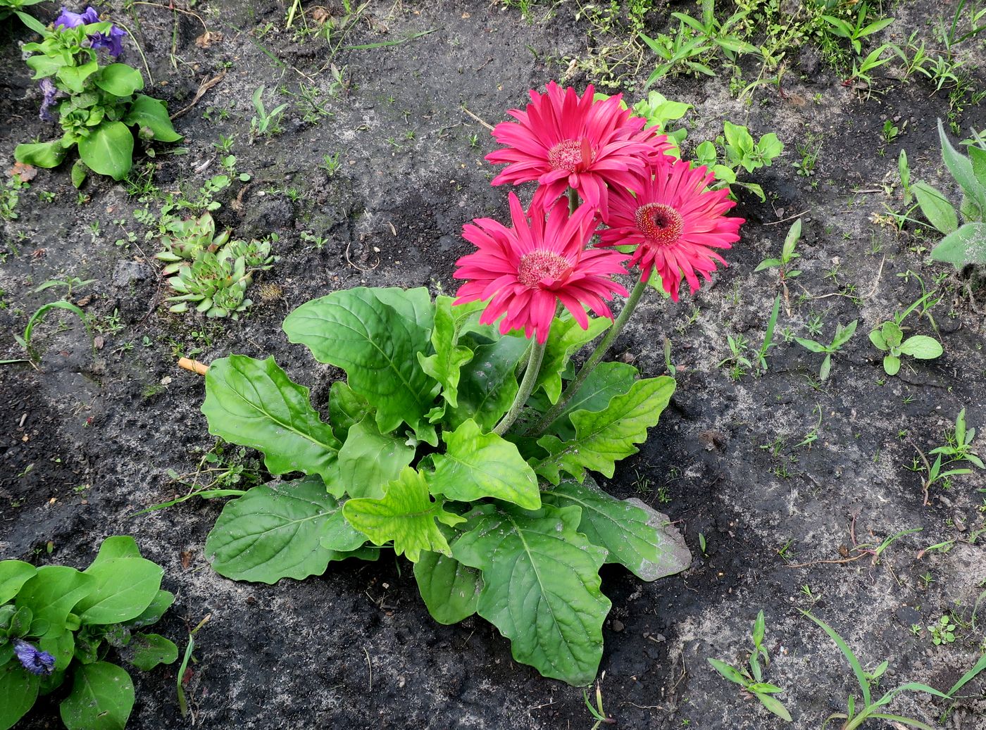 Image of Gerbera jamesonii specimen.