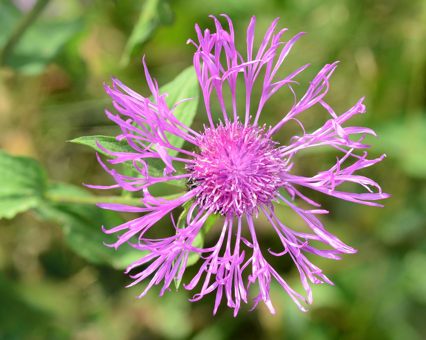 Изображение особи Centaurea pseudophrygia.