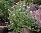 Cardamine uliginosa