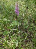 Dactylorhiza fuchsii