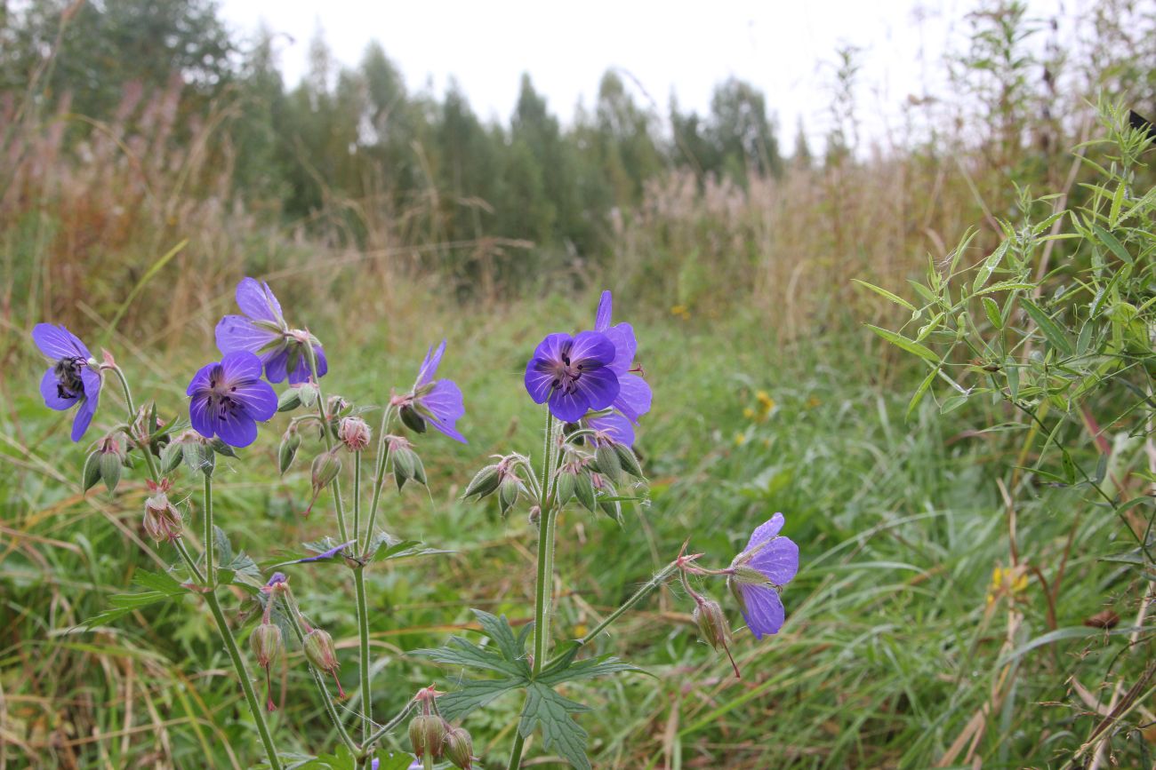 Image of Geranium pratense specimen.