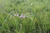 Dierama latifolium