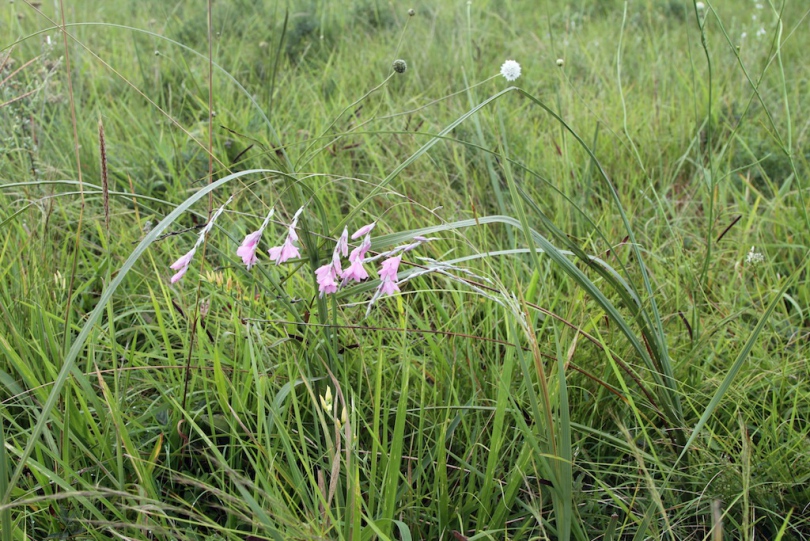 Изображение особи Dierama latifolium.