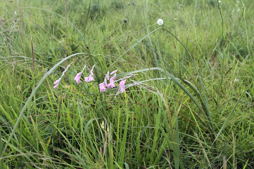 Image of Dierama latifolium specimen.