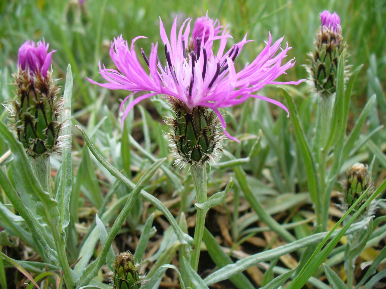 Image of Centaurea napulifera specimen.